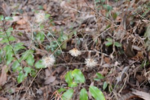 20160221コウヤボウキ（高野箒）の種　わたぼうし (1)